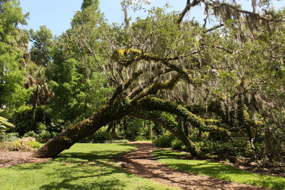 Picturesque walkway at Bok Tower Gardens
