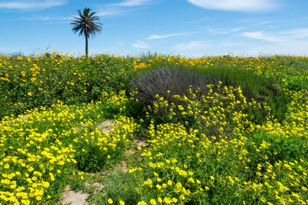 Stunning yellow flowers at Bolsa Chica Ecological Reserve
