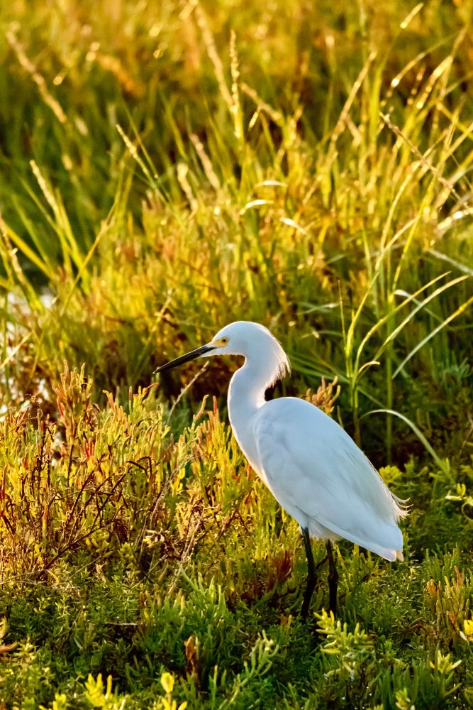 Egret at Bolsa Chica Ecological Reserve