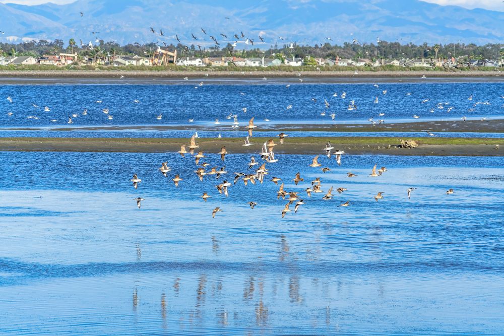 Birds flying over the wetlands at Bolsa Chica Ecological Reserve