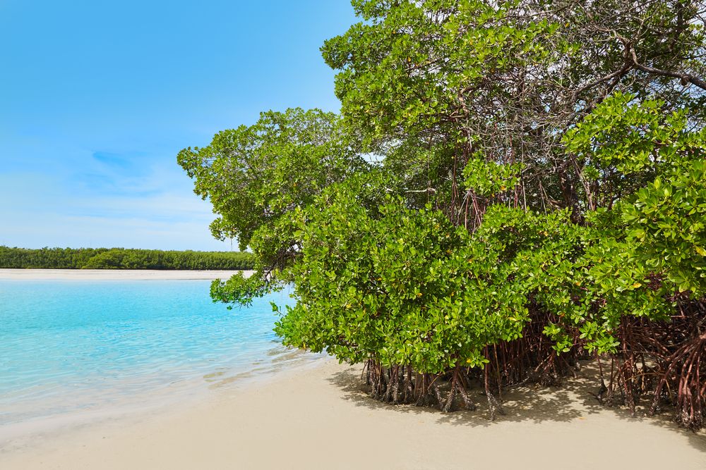 Mangrooves on Bonita Beach shore