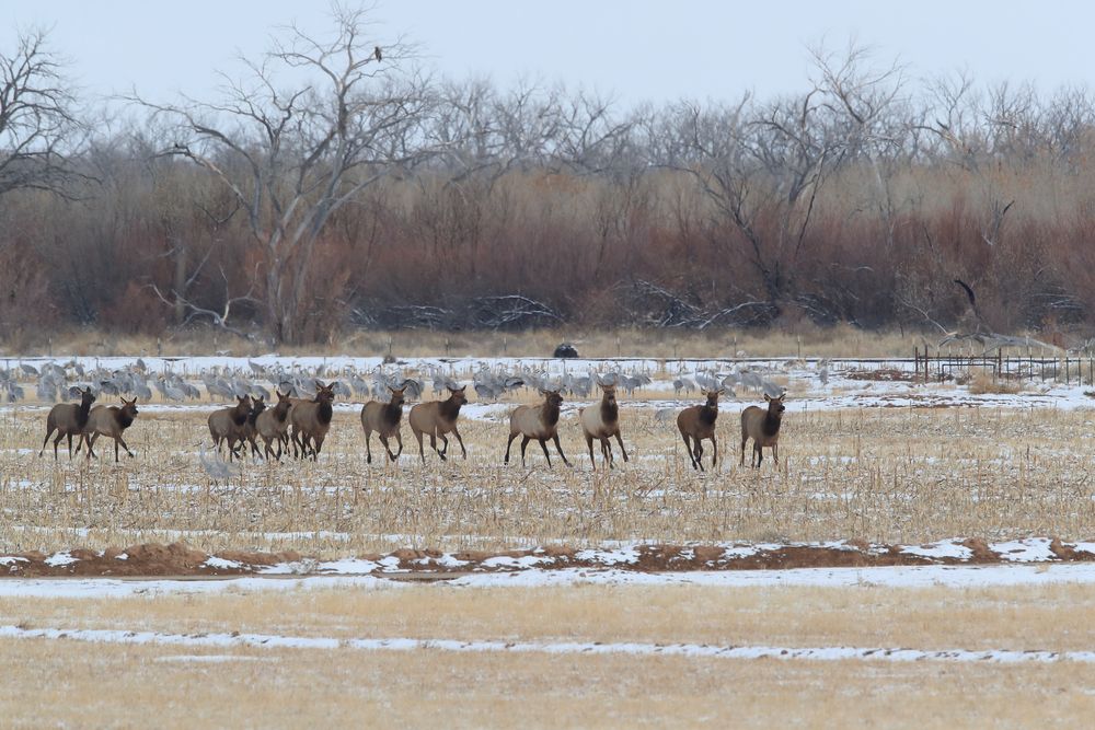 Wapitis running across the field at Bosque del Apache National Wildlife Refuge