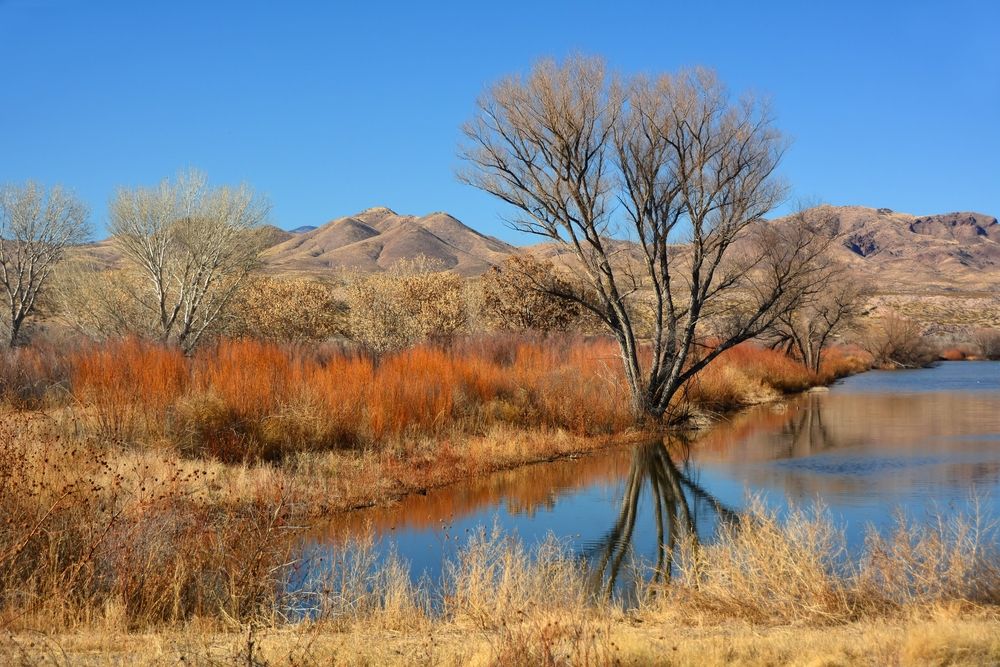 Landscape of Bosque del Apache National Wildlife Refuge