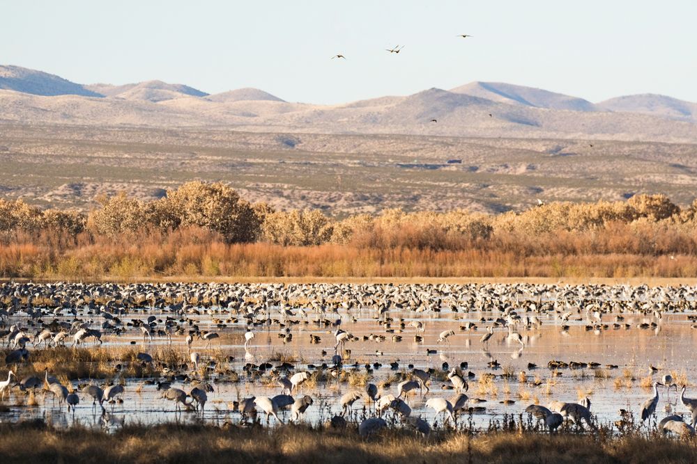 Numerous birds drinking water from a waterbody at Bosque del Apache