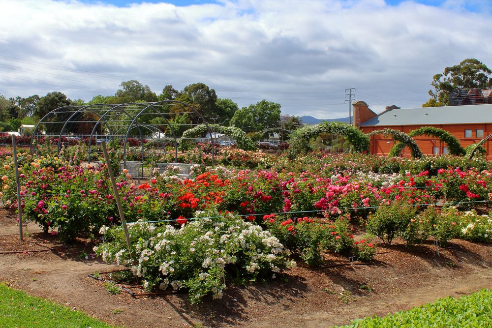 Colorful roses at Adelaide Botanic Garden