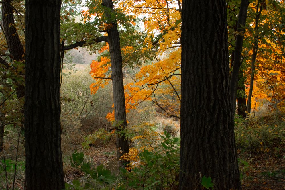 Bowen Park during fall