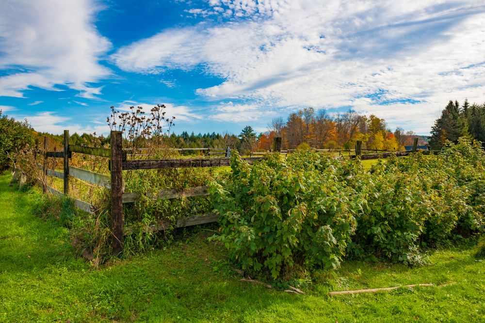 View of Brattleboro farm