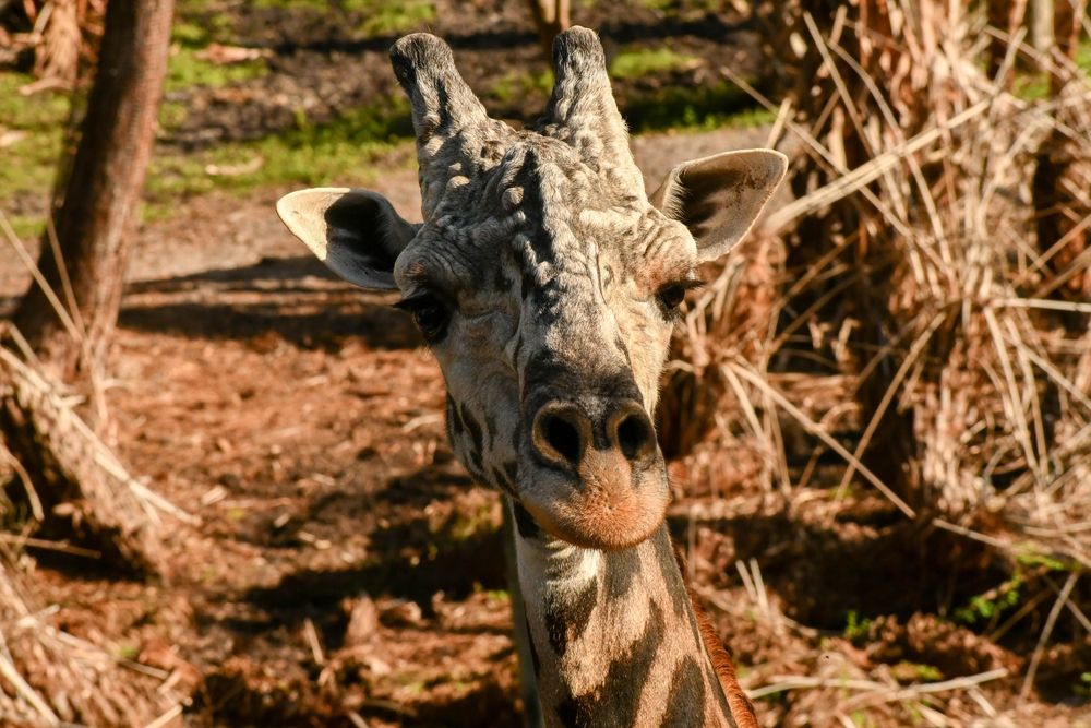 Closeup view of a giraffe at Brevard Zoo