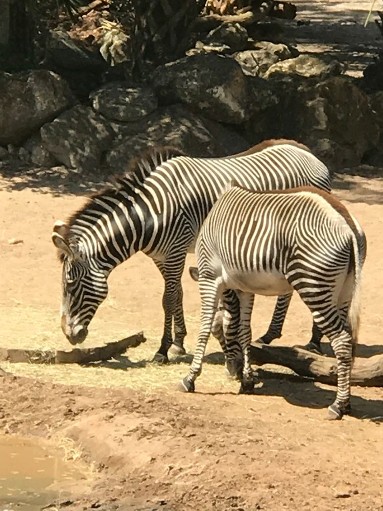Zebras near a water pit at Brevard Zoo
