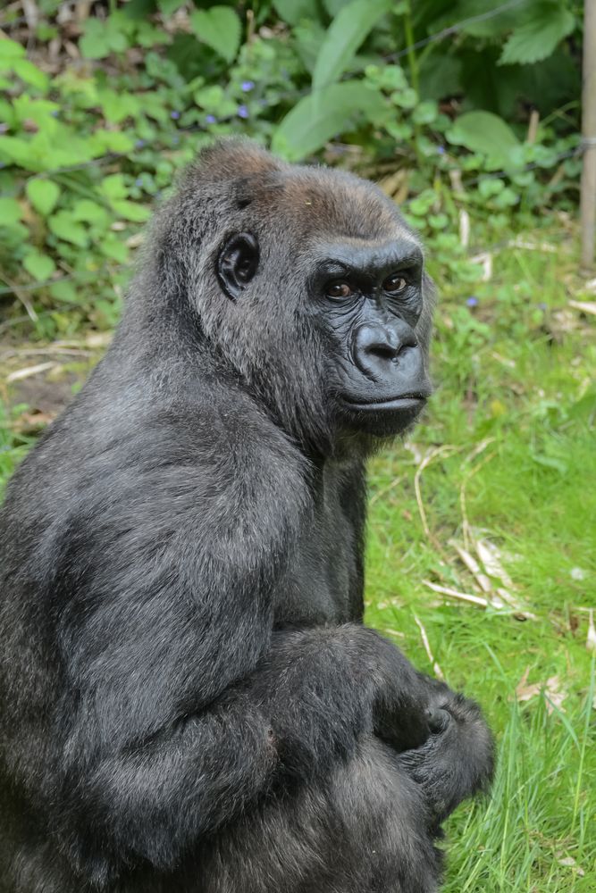Gorilla at Bronx Zoo