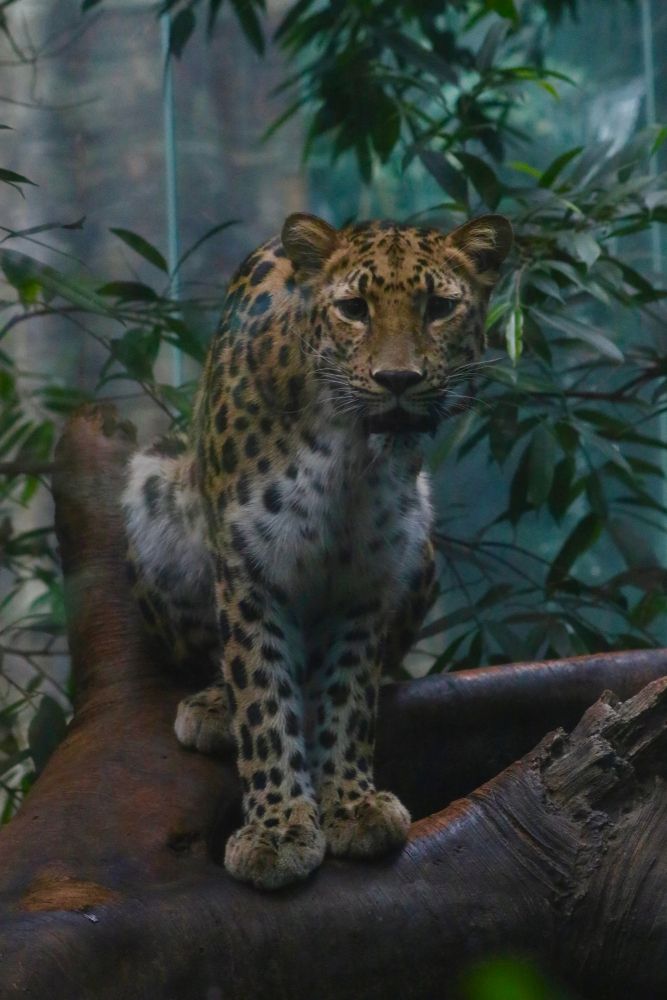 Cheetah at Bronx Zoo