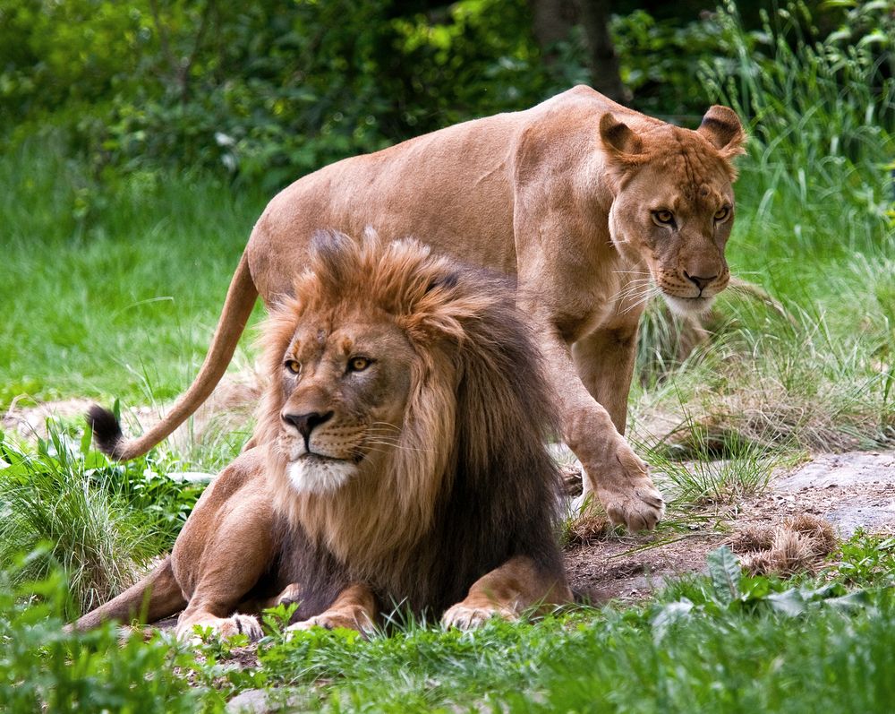 Lions at Bronx Zoo