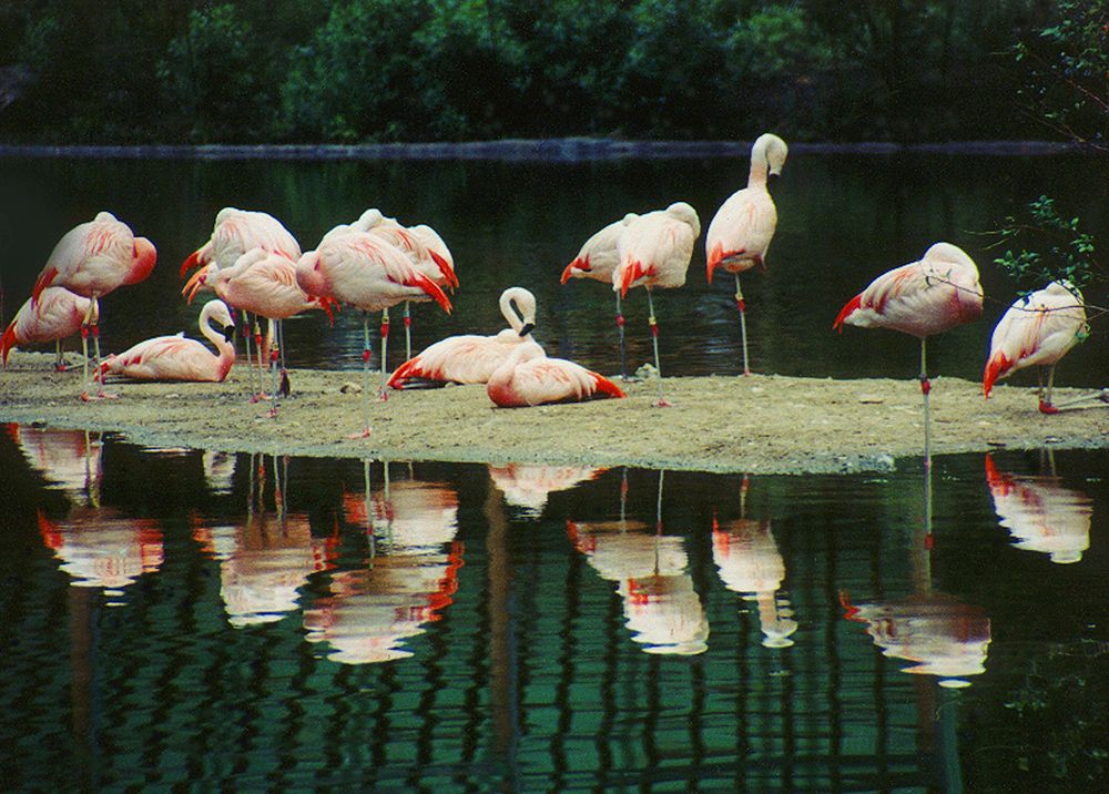 Flamingos at Bronx Zoo