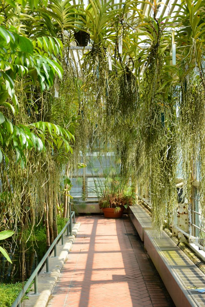 Plants at Brooklyn Botanic Garden