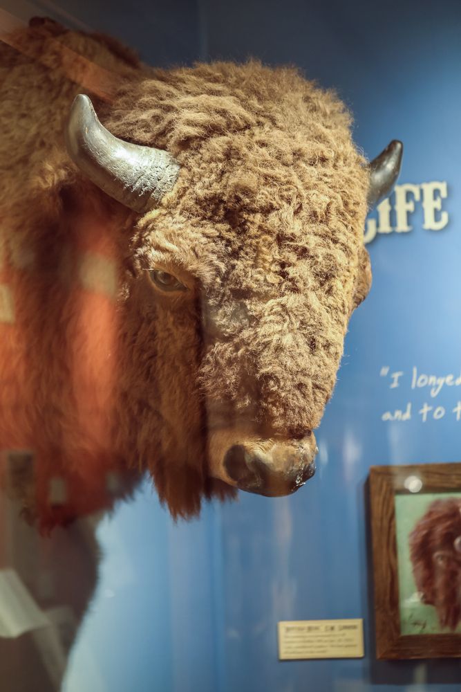 Buffalo head at Buffalo Bill Museum and Grave