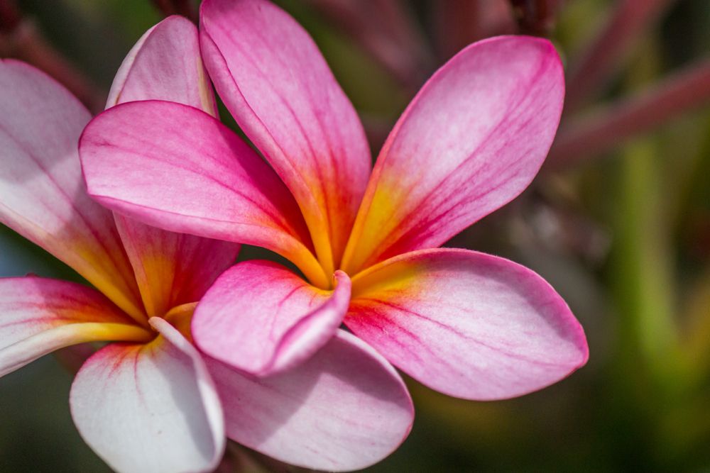 Bundaberg Botanic Gardens