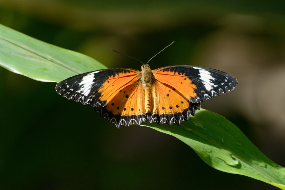 An orange butterfly resting on a green leaf at Butterfly Pavilion