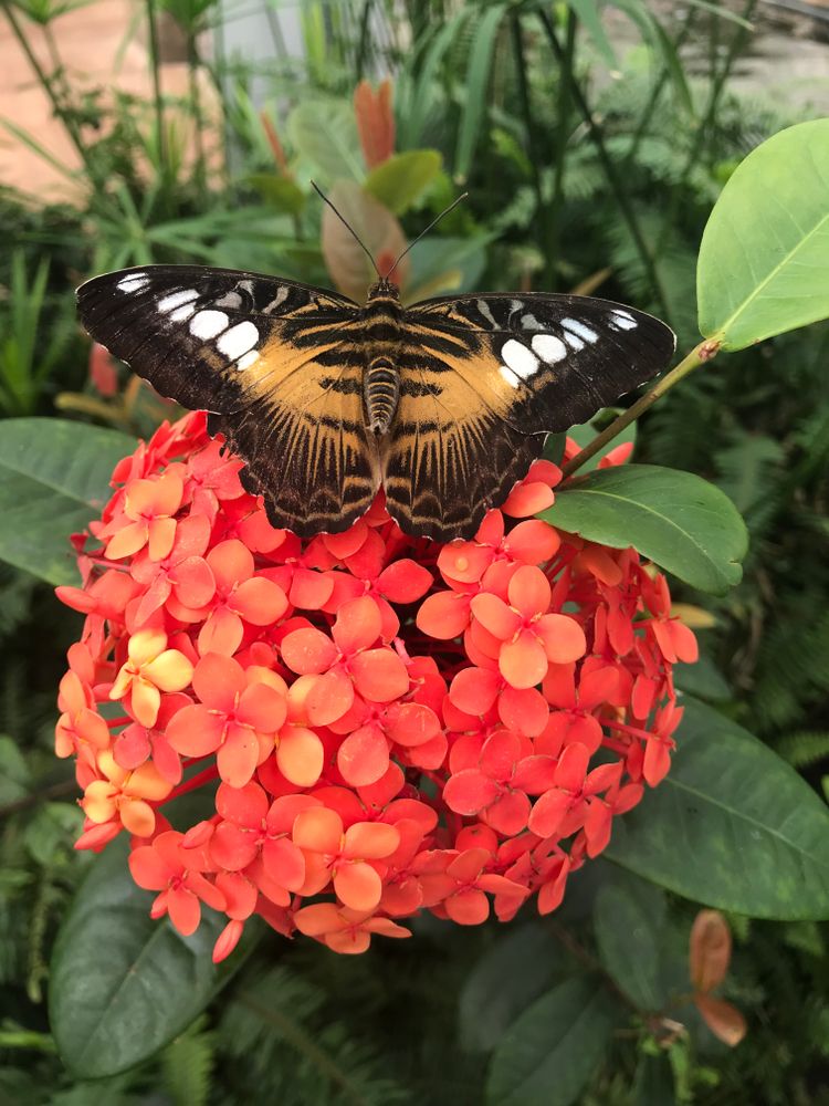 A pretty butterfly collecting nector from a flower at Butterfly Wonderland