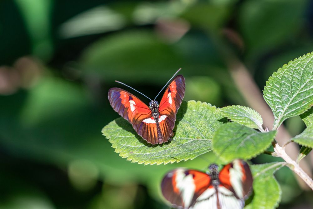 Colorful butterflies at Butterfly World