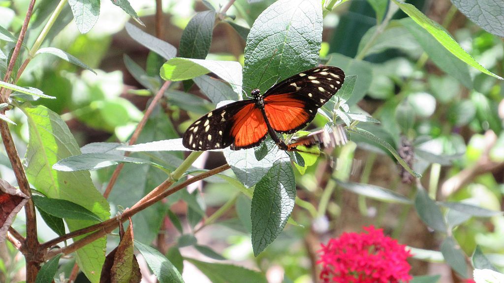 Colorful butterfly at Butterfly World
