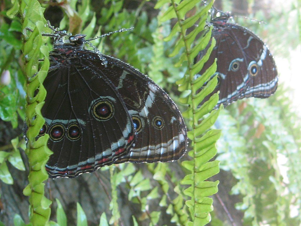 Butterflies at Butterfly World