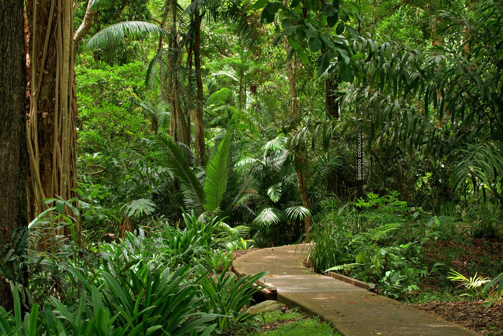 Lush greenery at Cairns Botanical Gardens