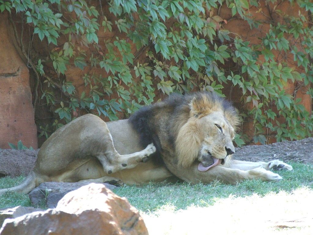Lion at Caldwell Zoo