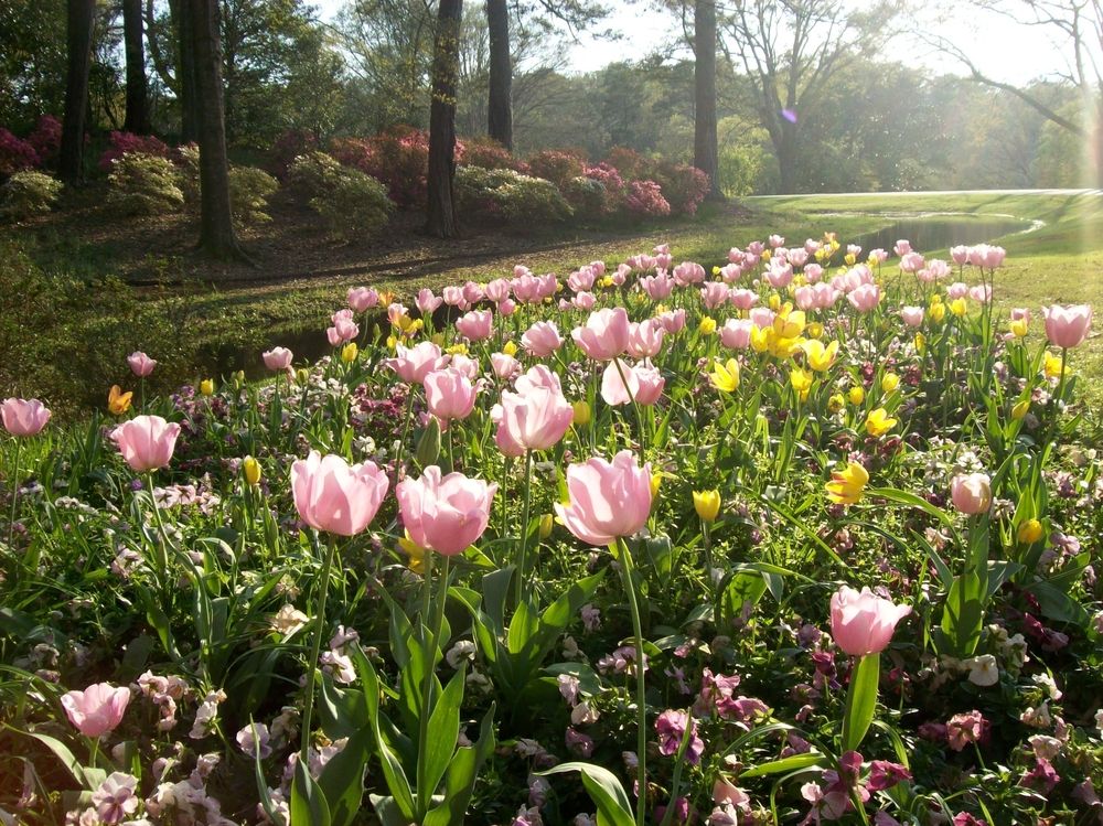 Gorgeous tulips at Callaway Gardens