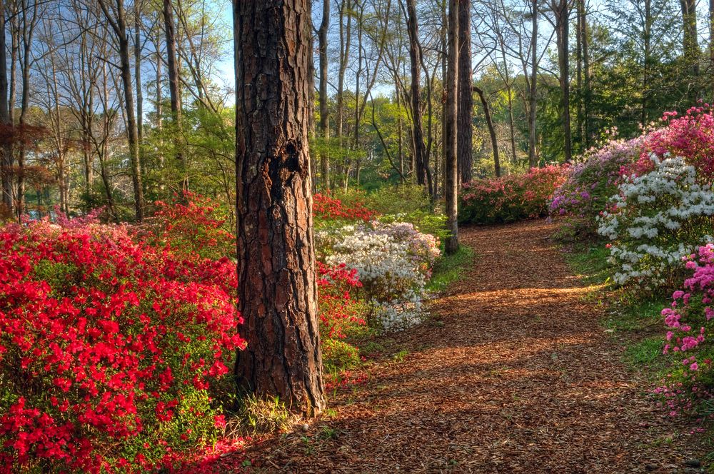 Bright flowers at Callaway Gardens
