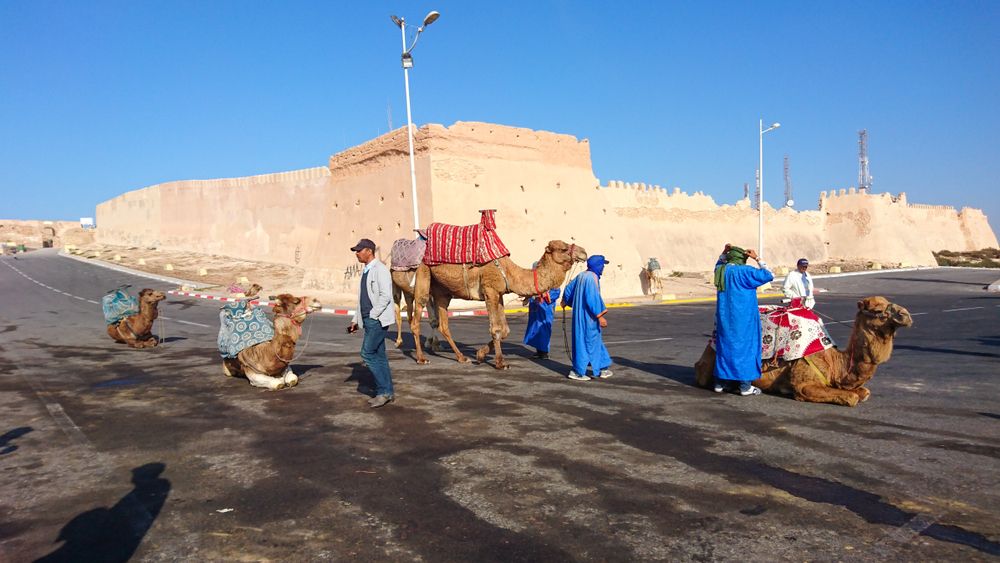 Camel ride in Casablanca