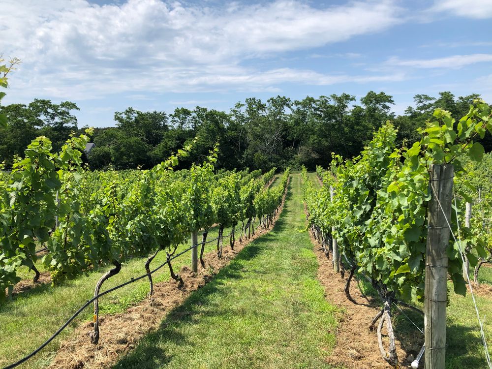 Plantation of Cape Cod Winery
