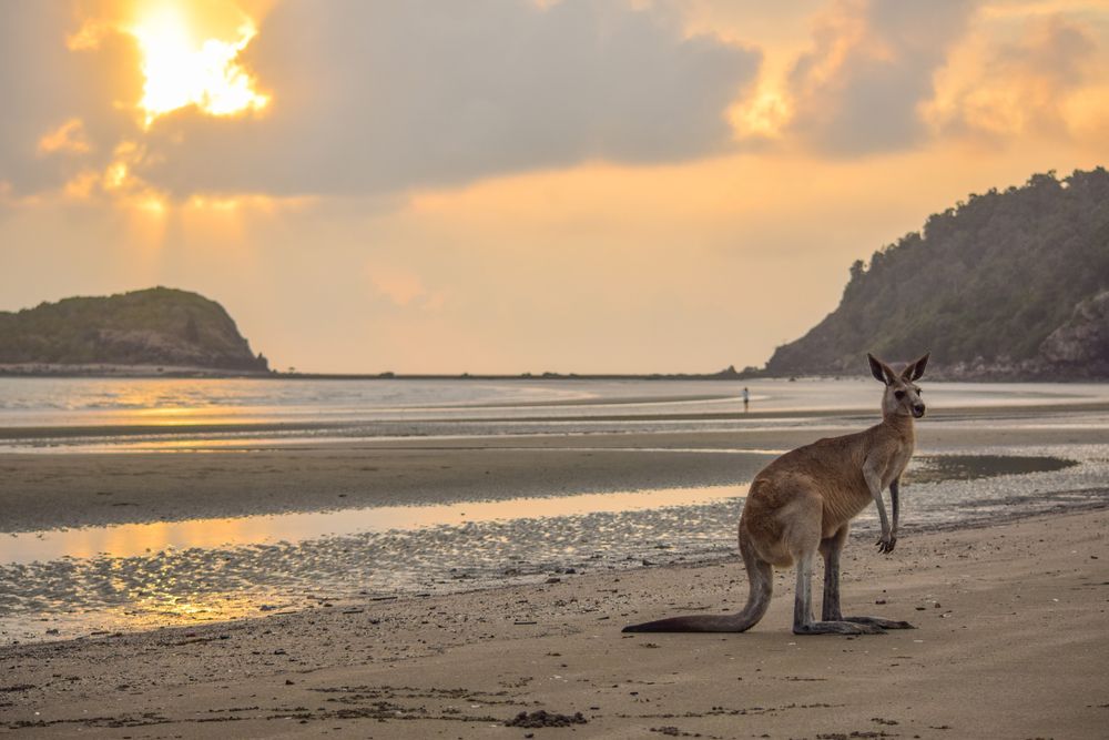 Cape Hillsborough National Park