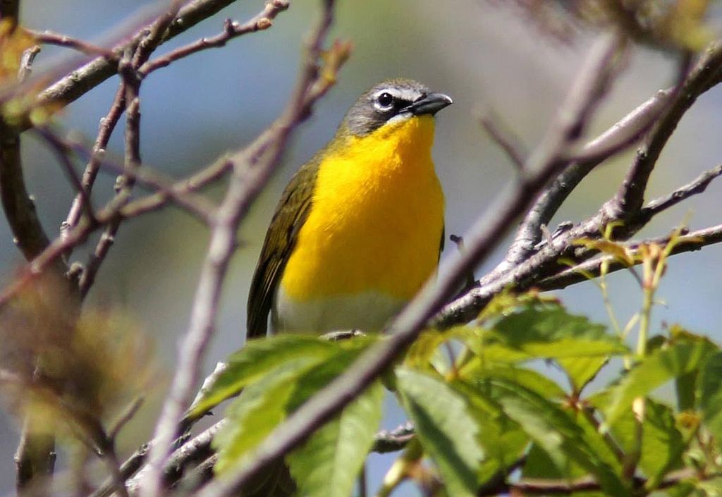 Yellow bird at Cape May