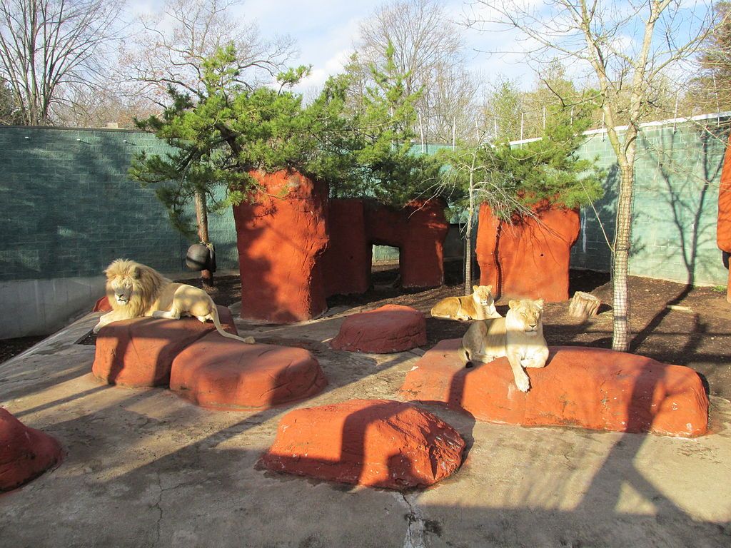 Lions at the Capron Park Zoo