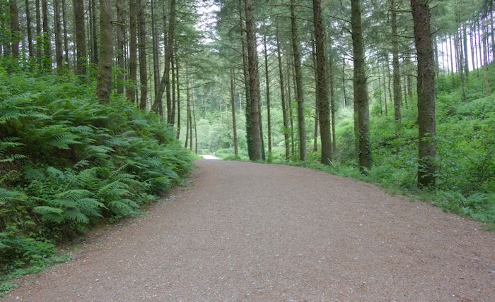 Cardinham Woods