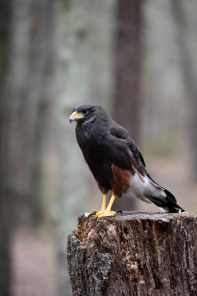 Hawk at Carolina Raptor Center