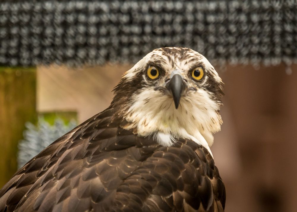 Bird at Carolina Raptor Center