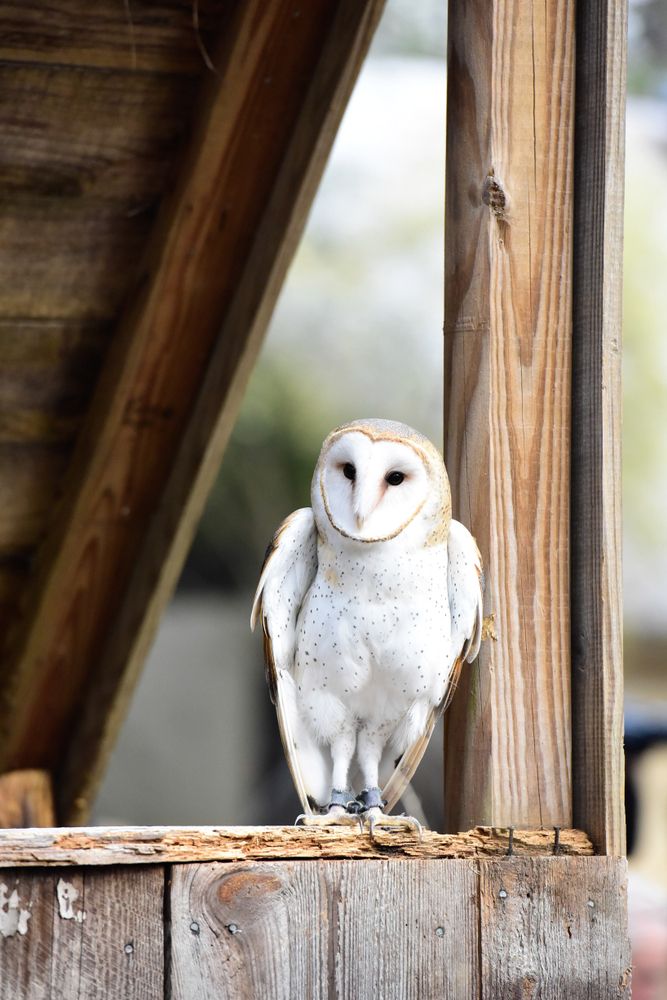 Owl at Carolina Raptor Center