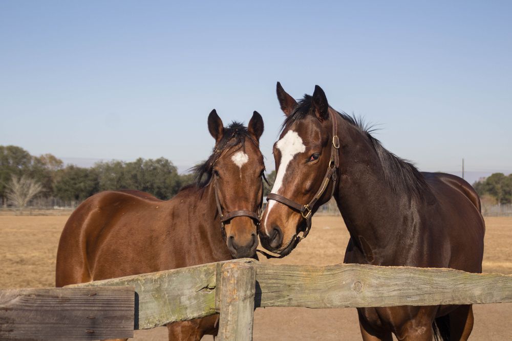 Two brown horses at Carson Springs Wildlife Conservation Foundation