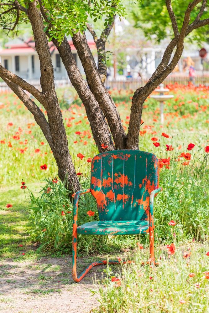 An old chair under a tree at Castroville Poppy House