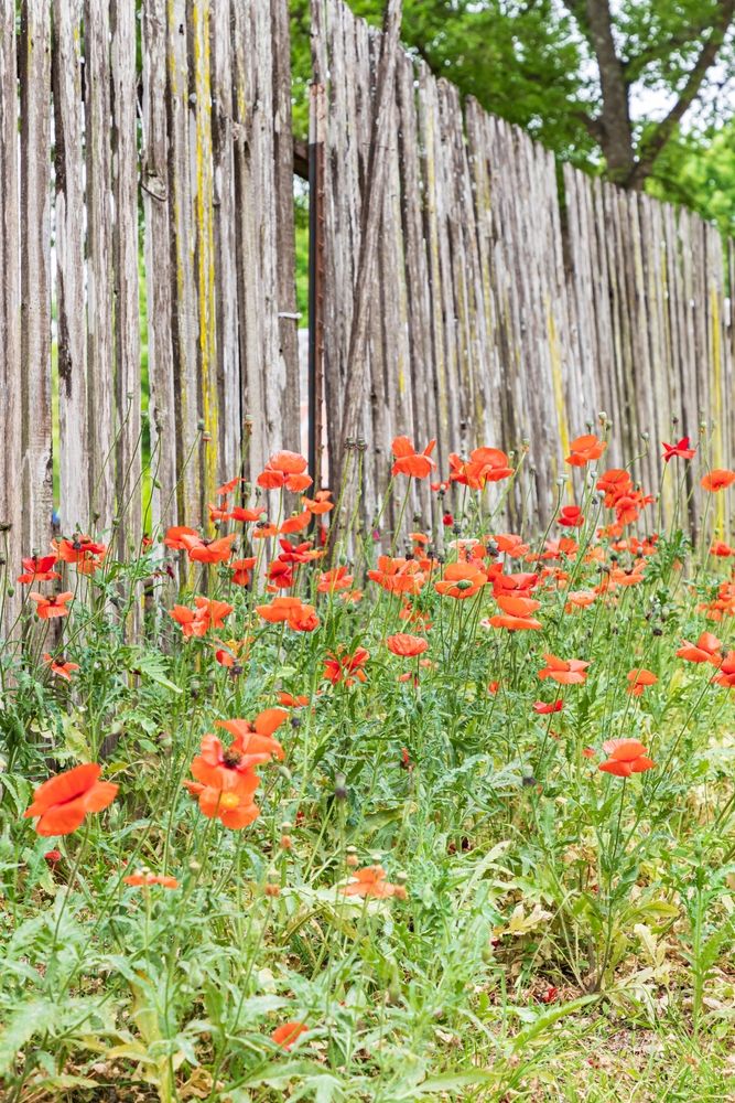 Vibrant poppies at Castroville Poppy House