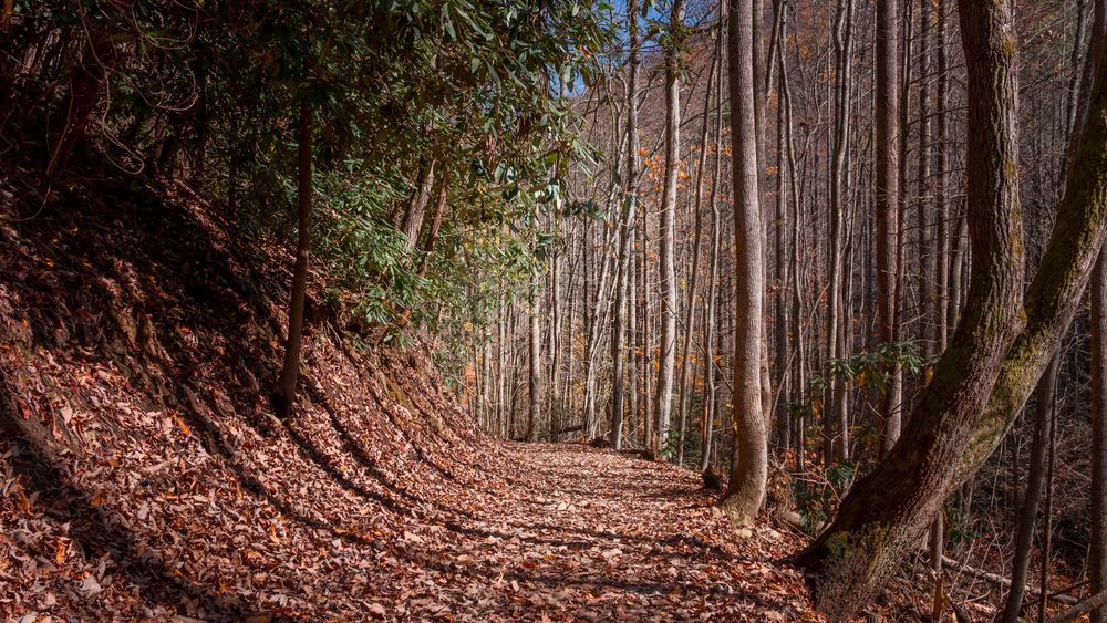 View of Catawba Falls Trail