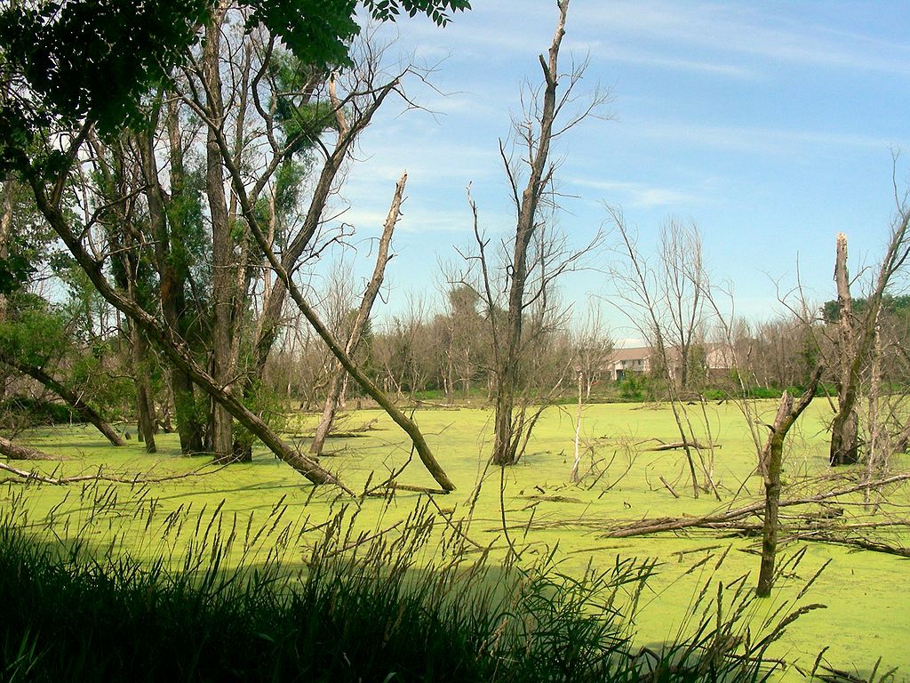 Lush View of Celery Bog Nature Area
