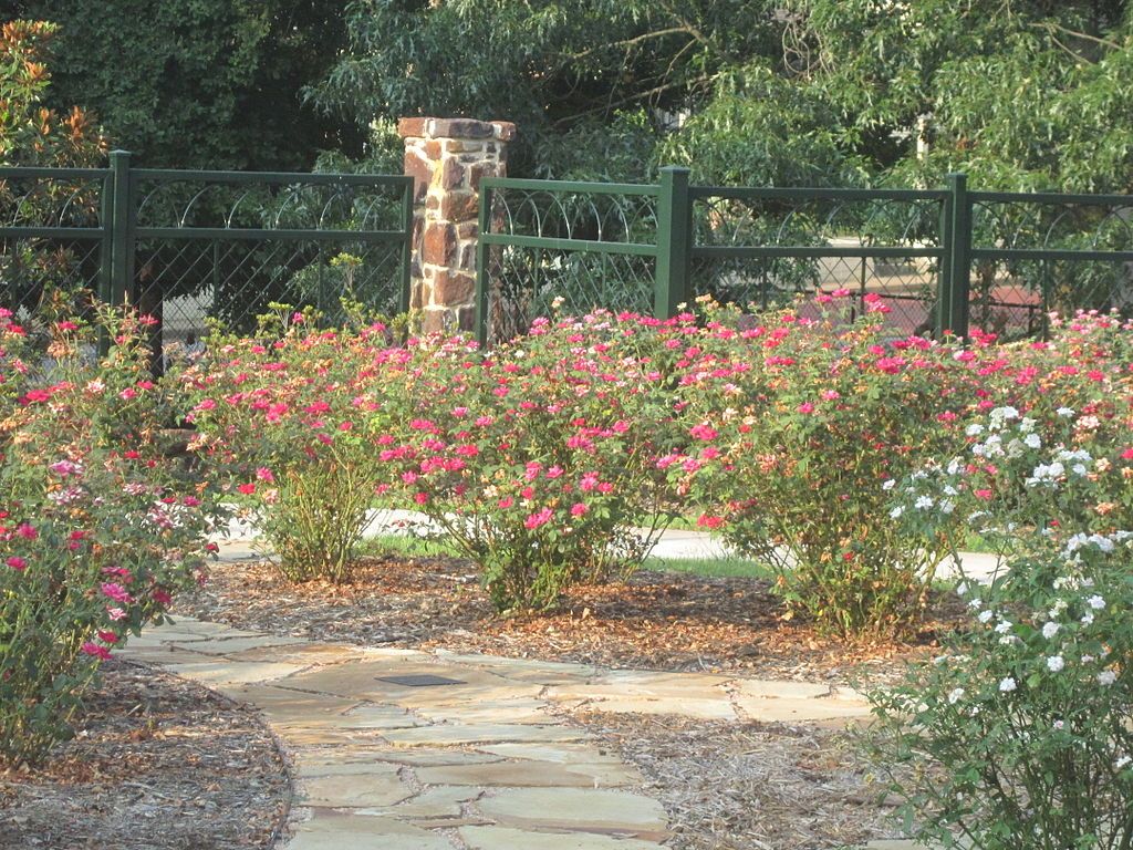 Flowers at Chamblee’s Rose Nursery