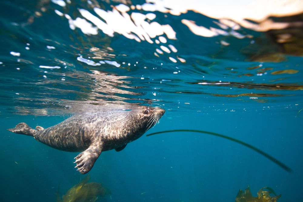 Seal at Channel Islands National Park