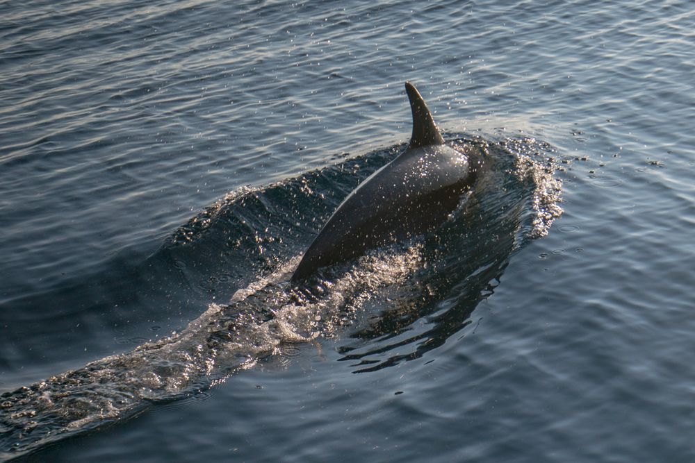 Dolphin at Channel Islands National Park