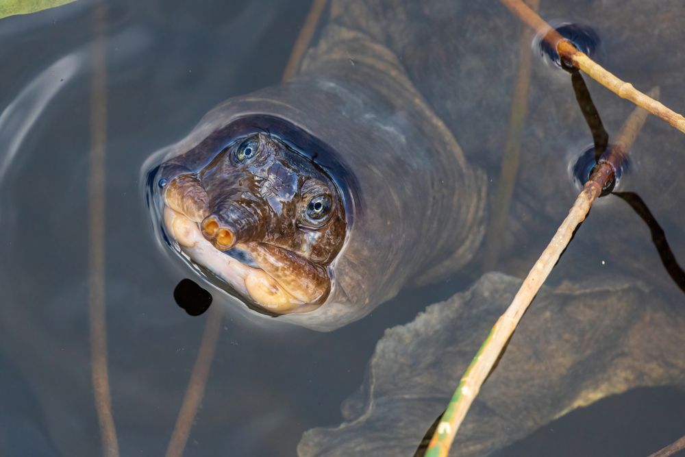 A turtle peeking out of the water at Chapel Trail Nature Preserve