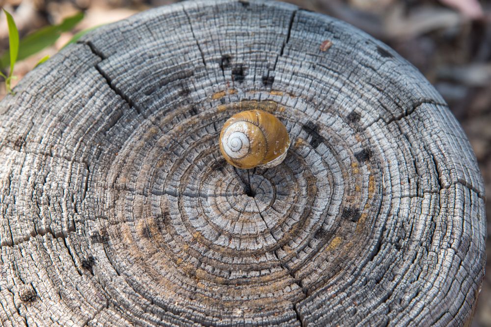 Snail on a bark at Charles Darwin National Park