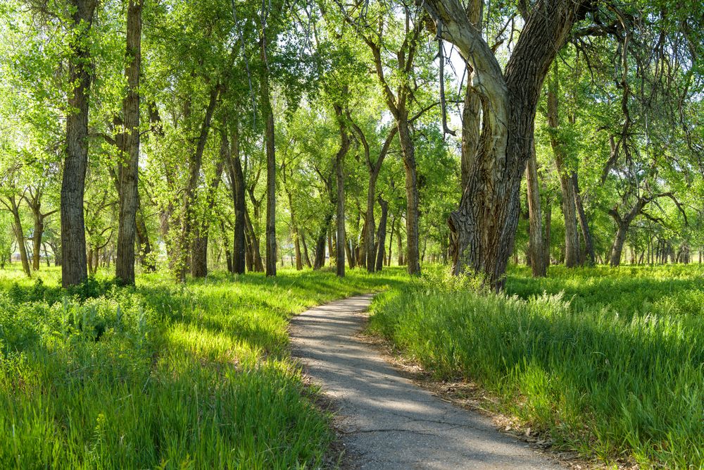 Natural trail at Chatfield State Park