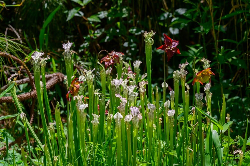 Fresh blooms at Chattahoochee Nature Center